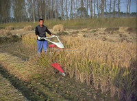Moissonneuse-batteuse à riz et blé avec moteur diesel ou essence