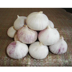 <span class=keywords><strong>Ail</strong></span> haut de gamme, nouveauté chinoise - Product Image 4