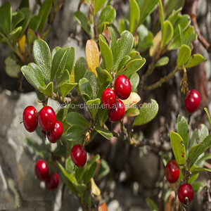 Gmp chứng nhận tự nhiên Bearberry chiết xuất chất lượng cao Alpha Arbutin cấp thực phẩm bột tinh thể dung môi lá Halal chứng nhận <span class=keywords><strong>hplc</strong></span> - Product Image 5