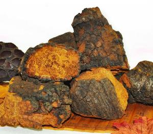 Hongo <span class=keywords><strong>Chaga</strong></span> Entero Seco Natural, Hongo Cinder Conk de Abedul, Proveniente de Bosques Silvestres - Product Image 5