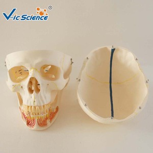चिकित्सा संरचनात्मक खोपड़ी मॉडल के साथ चिकित्सकीय रूट तंत्रिका Mandibular ऊतक - Product Image 4
