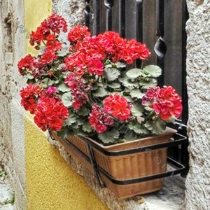 <span class=keywords><strong>Fioriera</strong></span> ad Arco in Ferro Battuto, Supporto per <span class=keywords><strong>Fioriera</strong></span> - Product Image 2