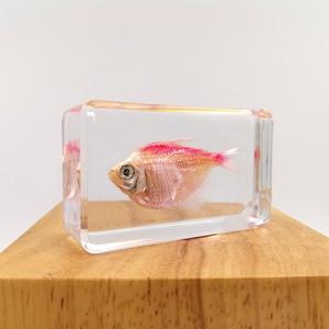 Échantillon de poisson rouge conservé Gephyrocharax Melanocheir enrobé dans un bloc de résine, équipement éducatif biologique, 60*35*18mm - Product Image 2