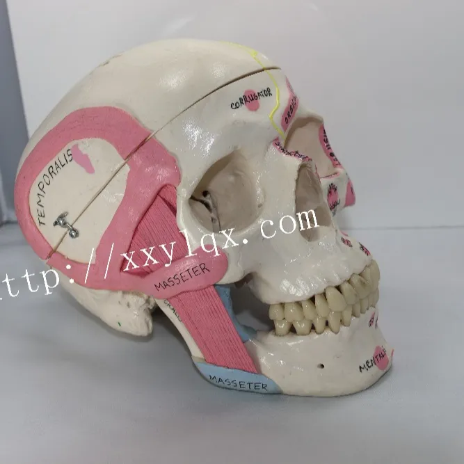 Modelo de calavera con nombre de músculo