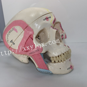 cranio modello con il nome di muscolo - Product Image 1