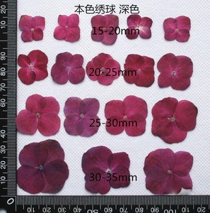 Flor prensada Real seca Hortensia - Product Image 4