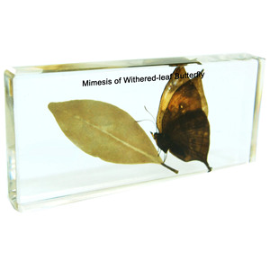 Gelsonlab HSBS-030 Mimesis de Espécimen de Hoja Seca, Espécimen Biológico Encapsulado - Product Image 1
