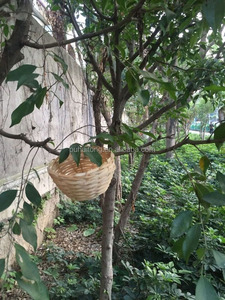 <span class=keywords><strong>Bamboo</strong></span> <span class=keywords><strong>Bird</strong></span> Ninho e Casa - Product Image 6