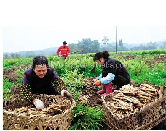 Предложение от производителя, новый урожай китайского свежего имбиря из Китая