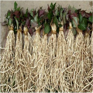 Alta calidad Kosher GMP Natural <span class=keywords><strong>Houttuynia</strong></span> cordata extracto - Product Image 3