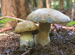 Detan <span class=keywords><strong>boletus</strong></span> frescos setas precios - Product Image 4