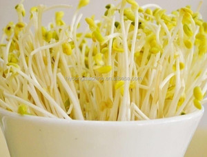 Mung Bean <strong>Sprouts</strong> Making Machine / Hydroponic Seeds Sprouting Machine / <strong>Sprout</strong> Growing Machine Seedling <strong>Sprout</strong> Machine