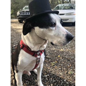 Party Kostüm Pet Zubehör Hut Magie Hund Party Zeigen Hut Gentleman BlackTop Hut für Pet