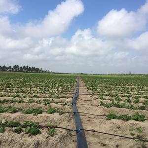 16 millimetri OD Agricoltura di <span class=keywords><strong>Irrigazione</strong></span> <span class=keywords><strong>goccia</strong></span> <span class=keywords><strong>a</strong></span> <span class=keywords><strong>goccia</strong></span> tubo flessibile per il sistema di <span class=keywords><strong>irrigazione</strong></span> <span class=keywords><strong>a</strong></span> <span class=keywords><strong>goccia</strong></span> - Product Image 2