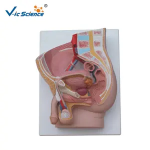 Medico Importato PVC maschio bacino anatomico modello (2 parti) Per L'insegnamento