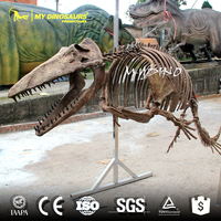 Esqueleto de Tiburón de Fibra de Vidrio a Tamaño Real My Dino AS017