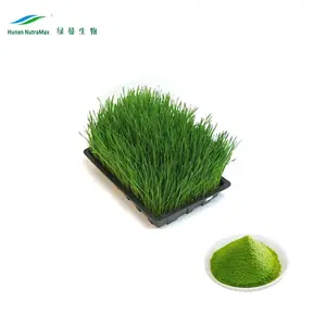 Wheatgrass Juice Powder, Wheatgrass Powder, Wheatgrass Extract