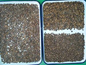 Small Compact <strong>Green</strong> Roasted <strong>Coffee</strong> Beans Color Sorter <strong>Machine</strong> 99.9% High Accuracy Wheat Corn Mung Beans Optical Sorter - Product Image 5