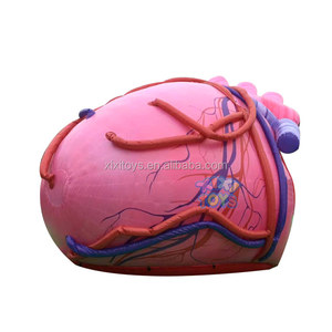 Modè<span class=keywords><strong>le</strong></span> gonflable <span class=keywords><strong>de</strong></span> ballon <span class=keywords><strong>de</strong></span> <span class=keywords><strong>coeur</strong></span> d'éducation <span class=keywords><strong>de</strong></span> grands enfants, ballon extérieur <span class=keywords><strong>de</strong></span> <span class=keywords><strong>coeur</strong></span> d'explosion pour l'affichage - Product Image 1