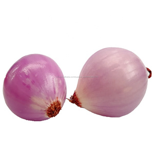 3 cm Frais <span class=keywords><strong>Petit</strong></span> Oignon Échalote - Product Image 3