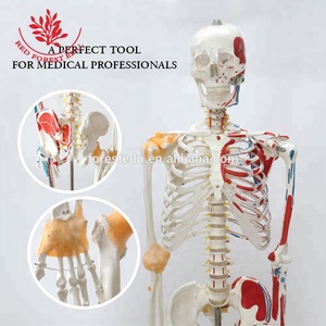 Modelo de <span class=keywords><strong>Esqueleto</strong></span> Médico de Tamaño Real con Inserciones <span class=keywords><strong>y</strong></span> Orígenes Musculares de la Columna Vertebral <span class=keywords><strong>y</strong></span> Ligamentos Flexibles, <span class=keywords><strong>Esqueleto</strong></span> Anatómico Humano - Product Image 5