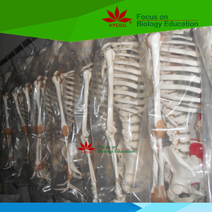 Fabriqué par nous-mêmes usine <span class=keywords><strong>coude</strong></span> modèle d'anatomie humaine - Product Image 4