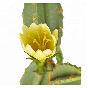 Offerta Speciale: Fiori di <span class=keywords><strong>Cactus</strong></span> in Plastica EPE da 33 cm con Piccole Pietre nel Vaso - Product Image 3