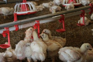 Système d'abreuvement automatique Goldenest pour volailles, abreuvoirs à tétine pour poulets - Product Image 2