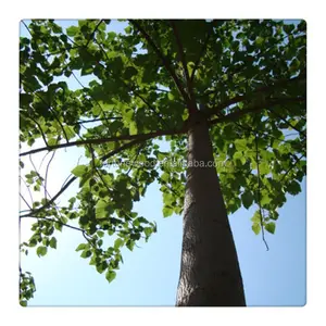 7 anni radice di albero di paulonia paulownia