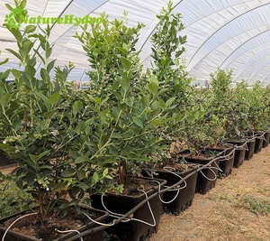 Pot de culture pour plantes de myrtilles avec drainage carré, seau de substrat hollandais - Product Image 4