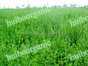Alfalfa Powder/Alfalfa Grass Powder - Product Image 3