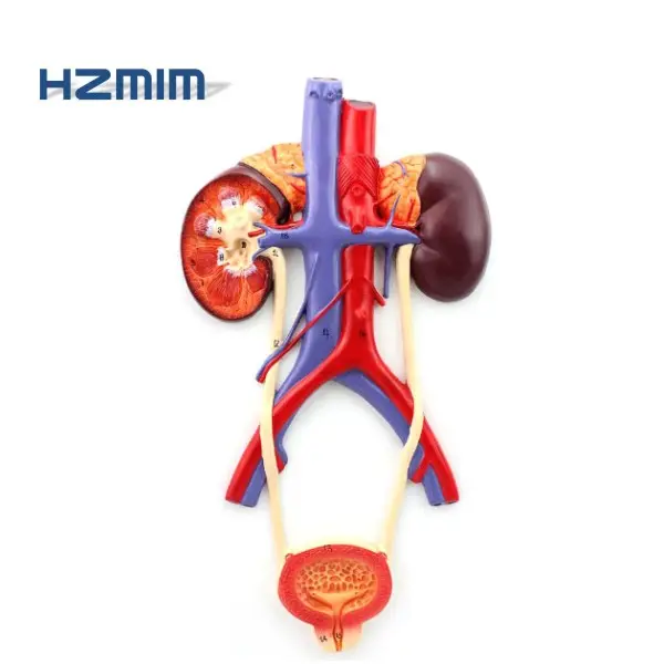 Human urinary system anatomical model (kidney, reter and bladder)