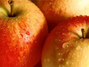 Apple P. E. (Polyphenols & Phloridzin & Phloretin)