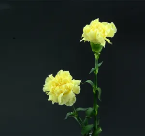أسماء الزهور العالم المعروف قرنفل الزهور المقطوفة الأصفر توزيع الدقيق من يونان مزارع مباشرة إمدادات