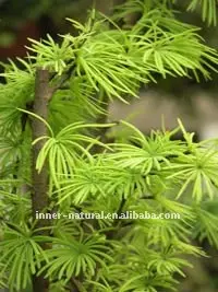외피 Pseudolaricis 추출물 (pseudolaric 산) 중국 나물 약