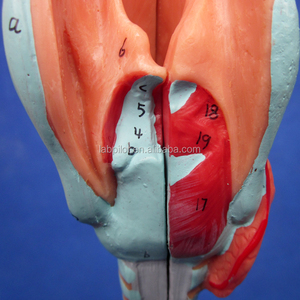 Staccabile Anatomia Bronchi Modello, Albero Bronchiale, Laringe e Trachea Modello - Product Image 2