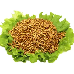 Human Meal Mealworms insect edible mealworm