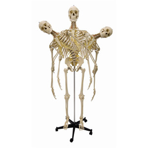 Esqueleto de tamaño real de plástico de alta calidad para Halloween - Product Image 1