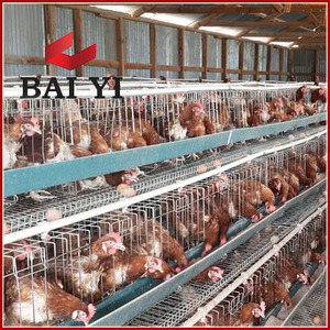 Jaula para Pollos, Jaulas en Batería para Gallinas <span class=keywords><strong>Ponedoras</strong></span>, Equipo para Avicultura - Product Image 4