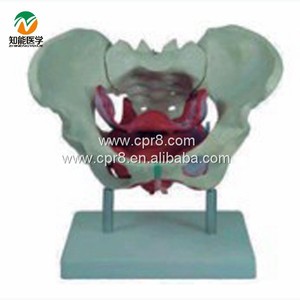 Chất lượng cao A1037 PVC nữ xương chậu Mô hình giải phẫu Skeleton tầng cơ bắp cho y tế khoa học đào tạo cho y tế bệnh viện - Product Image 3