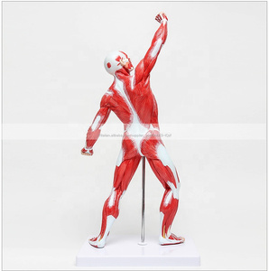 Di alta qualità di arte modello muscolare/Medico modello di spiegazione/muscolo del corpo umano modello - Product Image 2