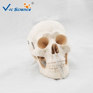 Модель черепа из ПВХ - Product Image 3