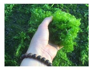 สาหร่ายสีเขียวดิบ/ulva Lactuca ที่มีสารอาหารสูง - Product Image 3