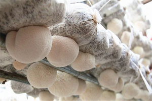 <span class=keywords><strong>Champignon</strong></span> <span class=keywords><strong>crinière</strong></span> de <span class=keywords><strong>lion</strong></span> séché Detan - Product Image 2