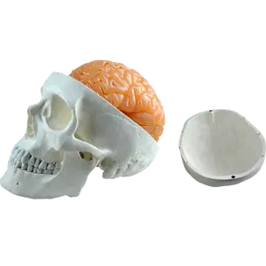 생활 크기 인간의 두개골 모델 8 부분 두뇌
