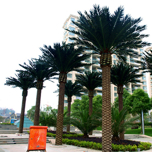 <span class=keywords><strong>Palmier</strong></span> <span class=keywords><strong>Phoenix</strong></span> <span class=keywords><strong>en</strong></span> <span class=keywords><strong>pot</strong></span> noir brillant Tubus, grande plante d'intérieur - Product Image 5