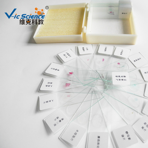 ウサギの舌 (味のつぼみを表示) sec. prepared顕微鏡スライド組織学スライド - Product Image 6