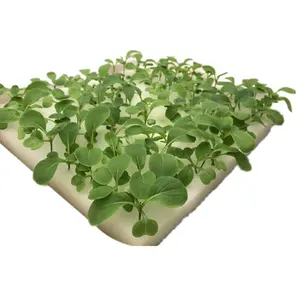 Hydroponic Sponge Soil Less Cultivation Sponge Agriculture Hydroponics Seed Growing Medium Cubes Sponges