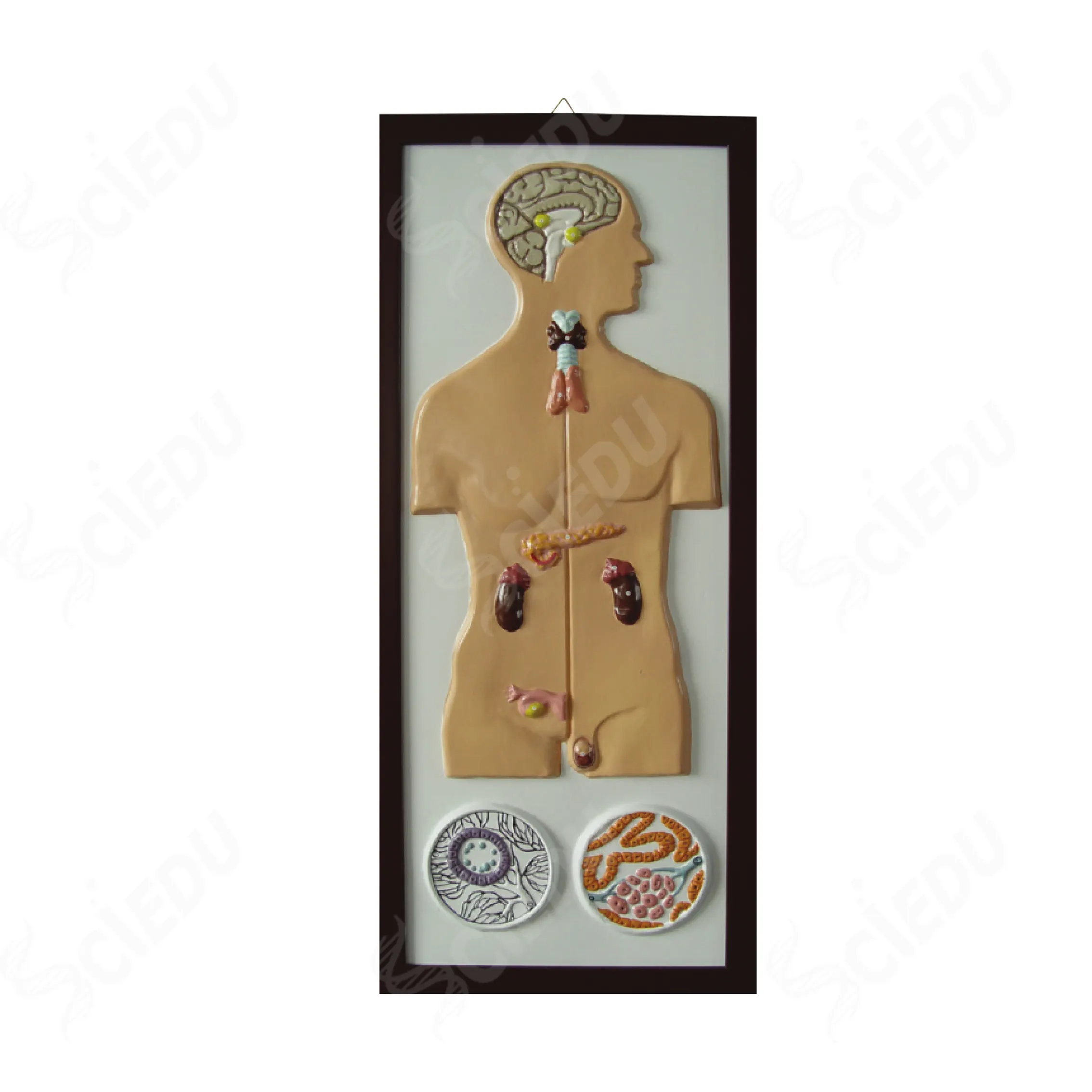 Medische Menselijk Anatomisch Model Menselijk Incretion Systeem Model
