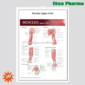 3D医学人体解剖挂图/海报-肌肉: 上肢